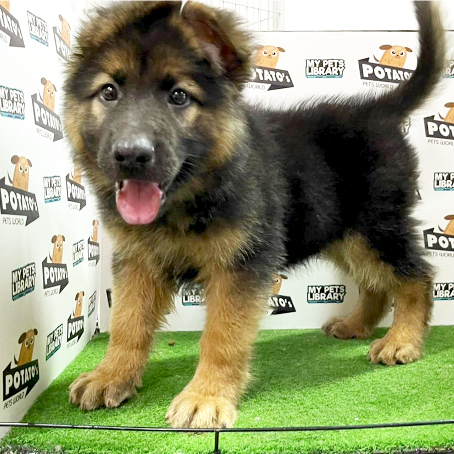 German Shepherd Puppy (Female) For Sale