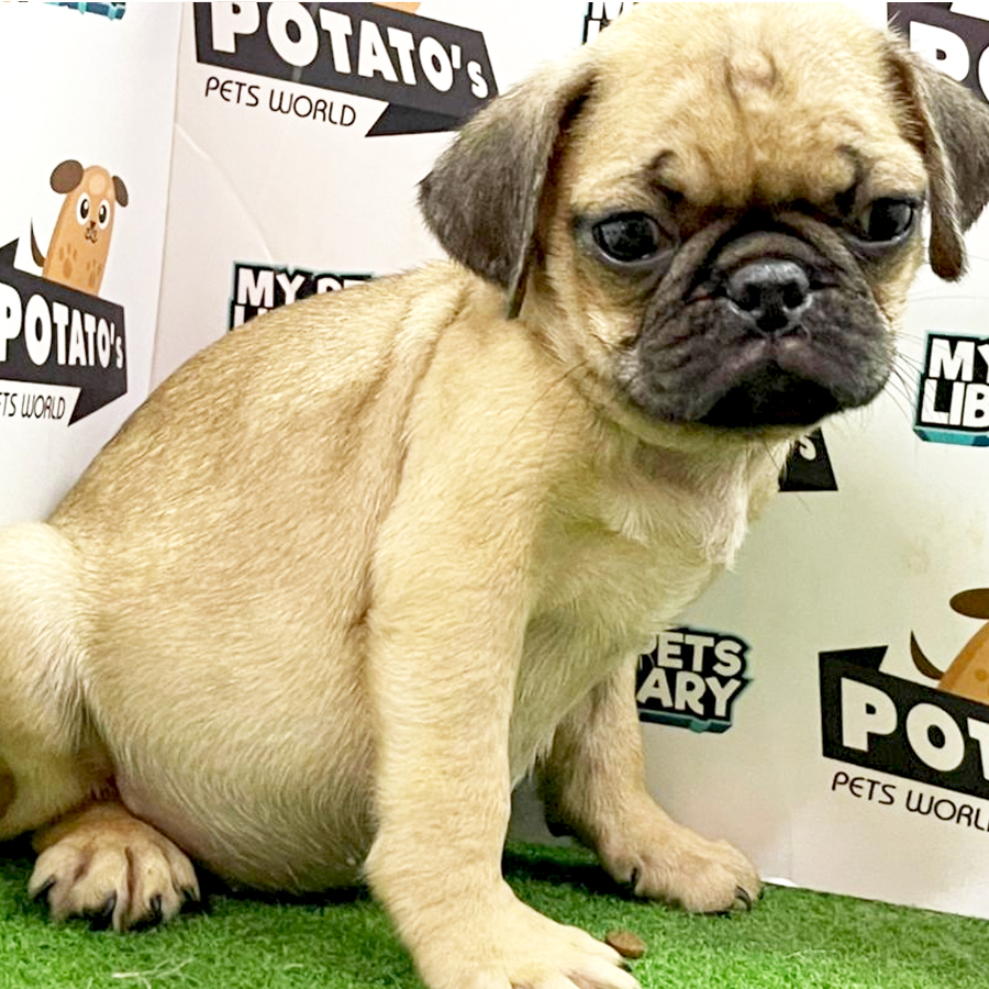 Pug Puppy (Male) For Sale