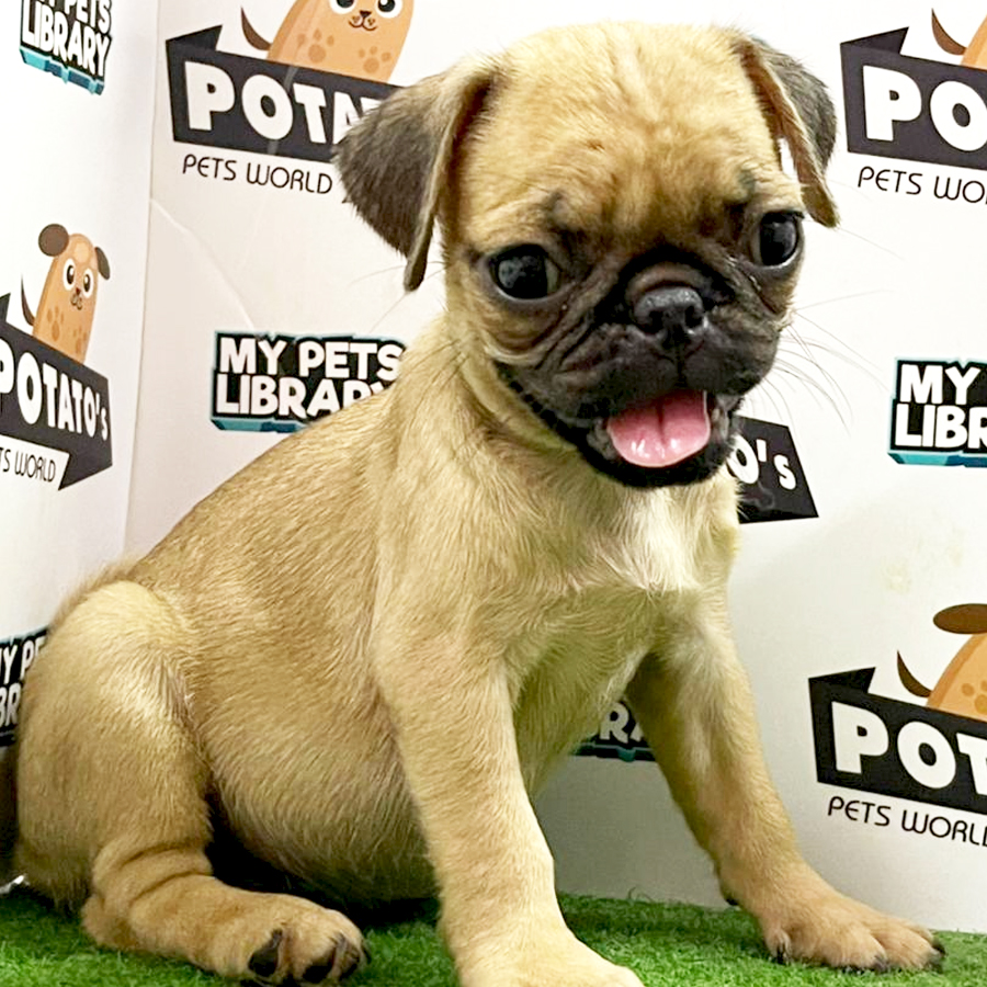 Pug Puppy (Female) For Sale