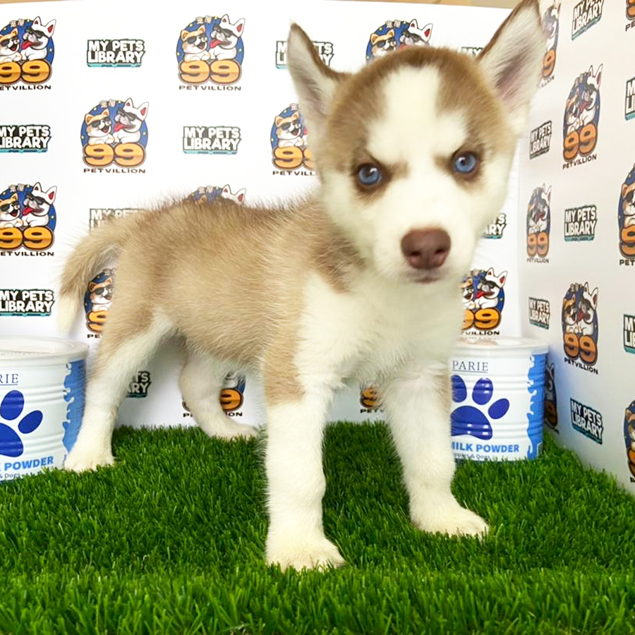 Siberian Husky Puppy (Male) For Sale