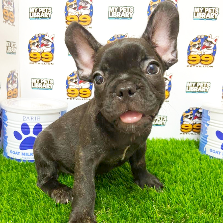 French Bulldog Puppy (Male) For Sale