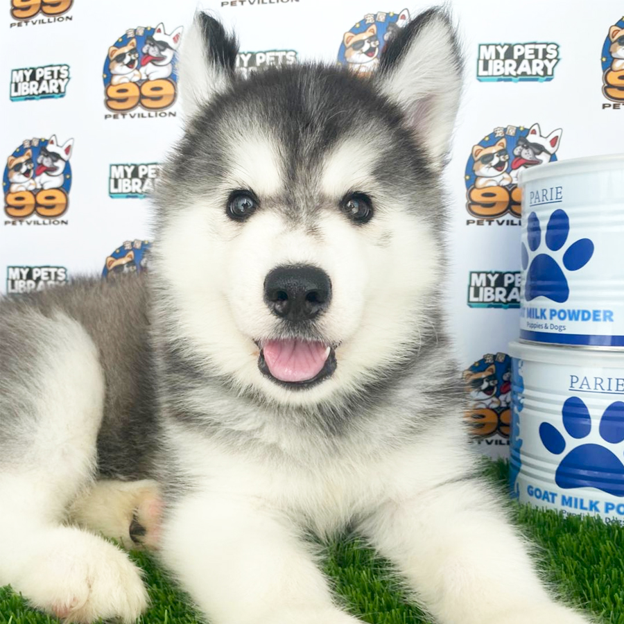 Wooly Husky Puppy (Female) For Sale