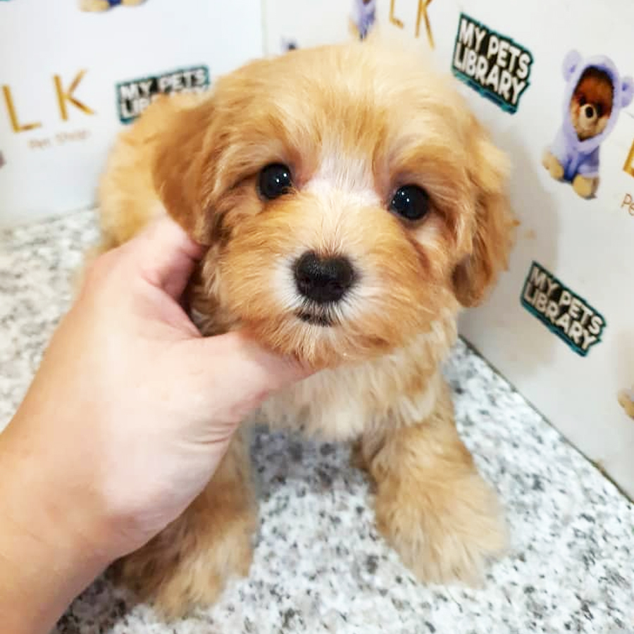 Toy Poodle Puppy (Female) For Sale