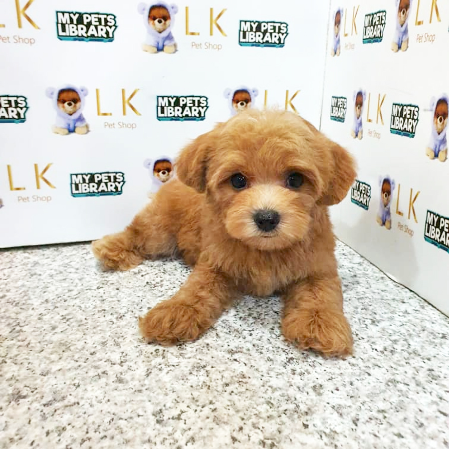 Toy Poodle Puppy (Male) For Sale