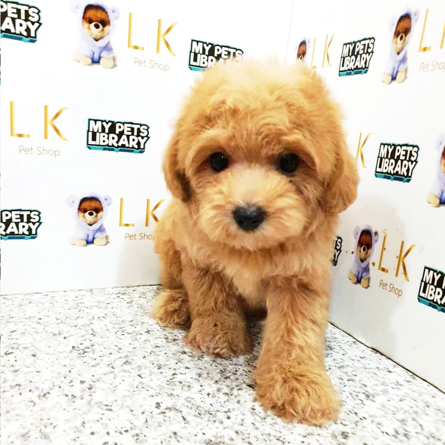 Toy Poodle Puppy (Male) For Sale