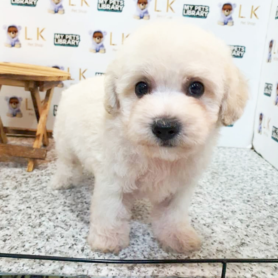 Toy Poodle Puppy (Male) For Sale