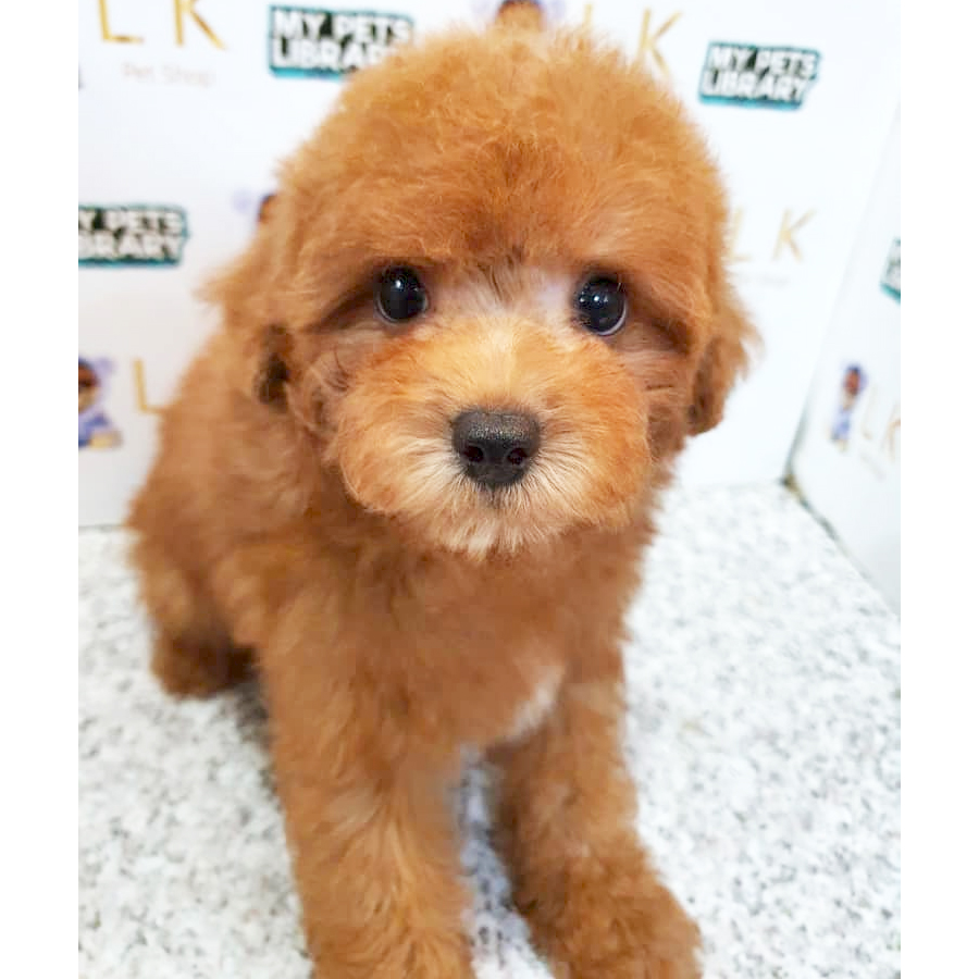 Toy Poodle Puppy (Male) For Sale