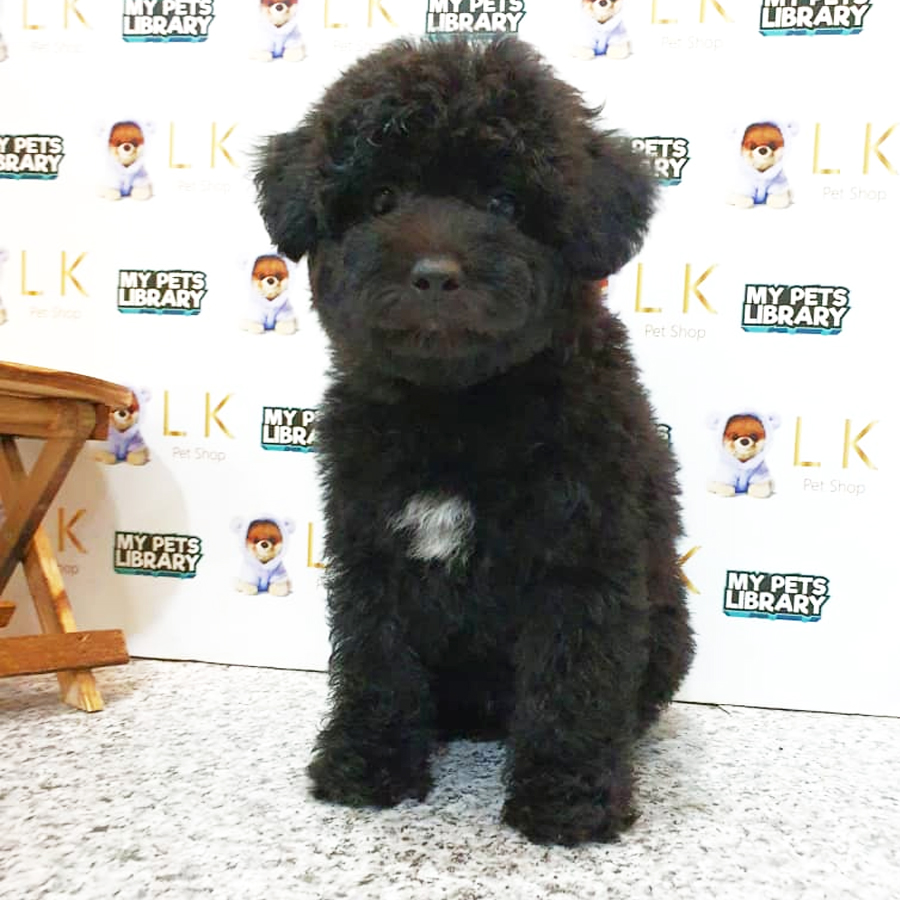Toy Poodle Puppy (Male) For Sale