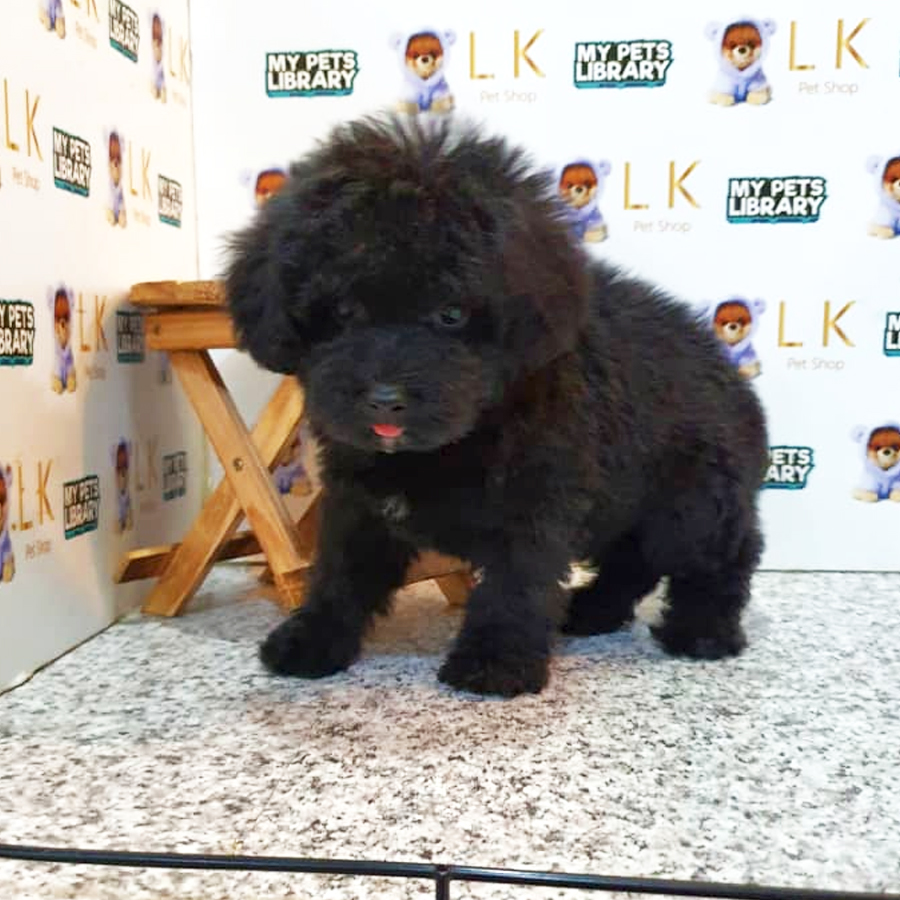Toy Poodle Puppy (Male) For Sale