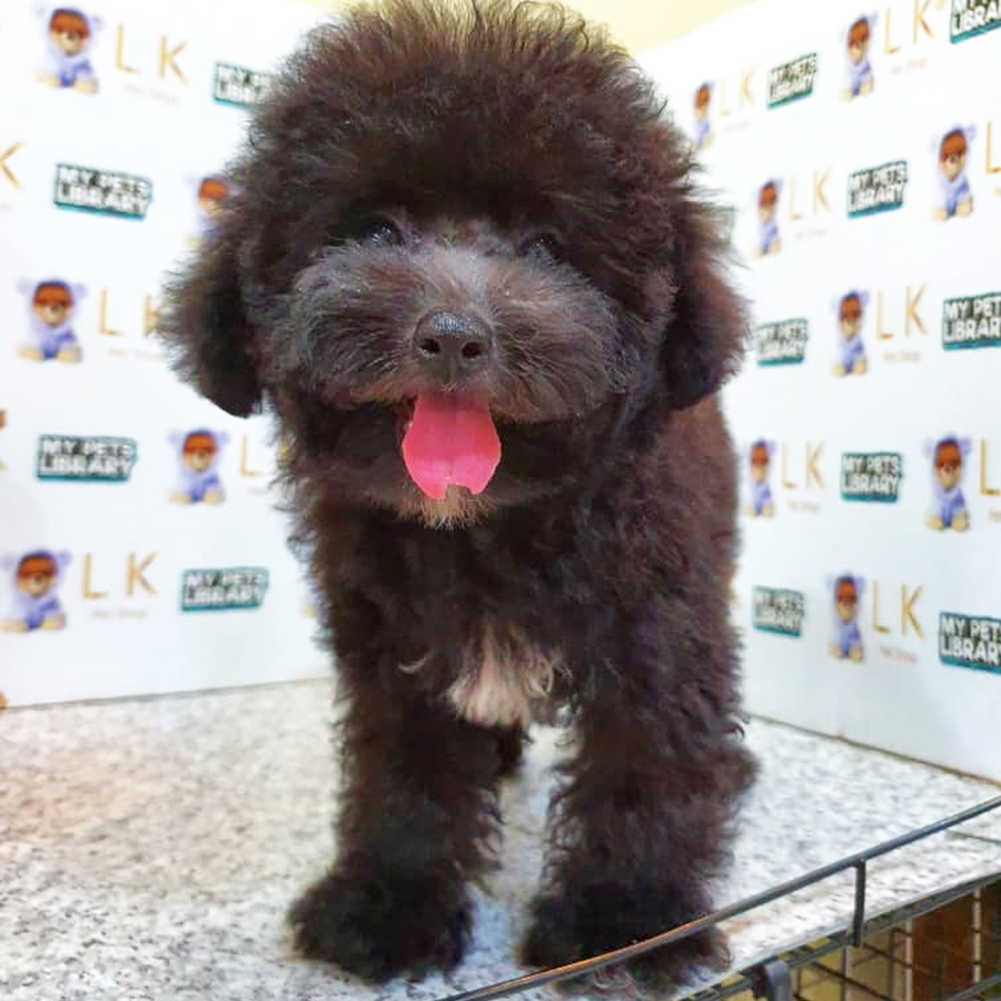 Toy Poodle Puppy (Male) For Sale