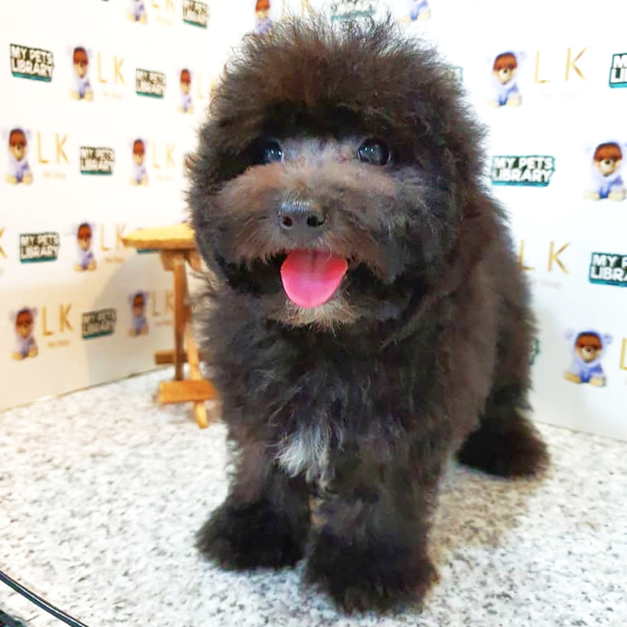 Toy Poodle Puppy (Male) For Sale