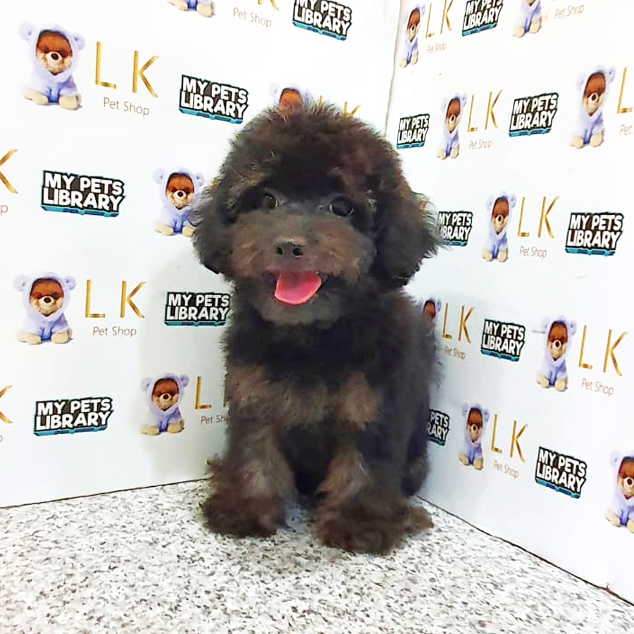Toy Poodle Puppy (Female) For Sale