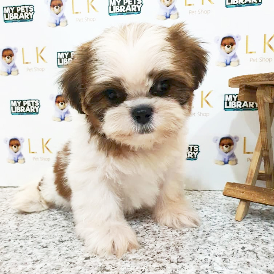 Shih Tzu Puppy (Male) For Sale