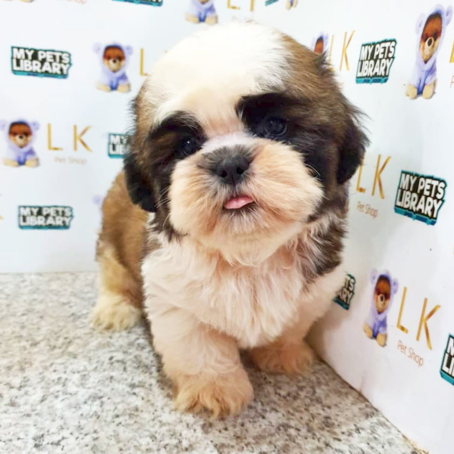 Shih Tzu Puppy (Male) For Sale