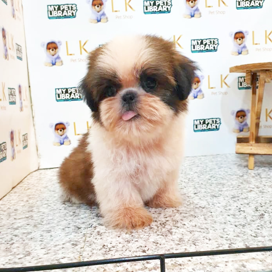 Shih Tzu Puppy (Female) For Sale