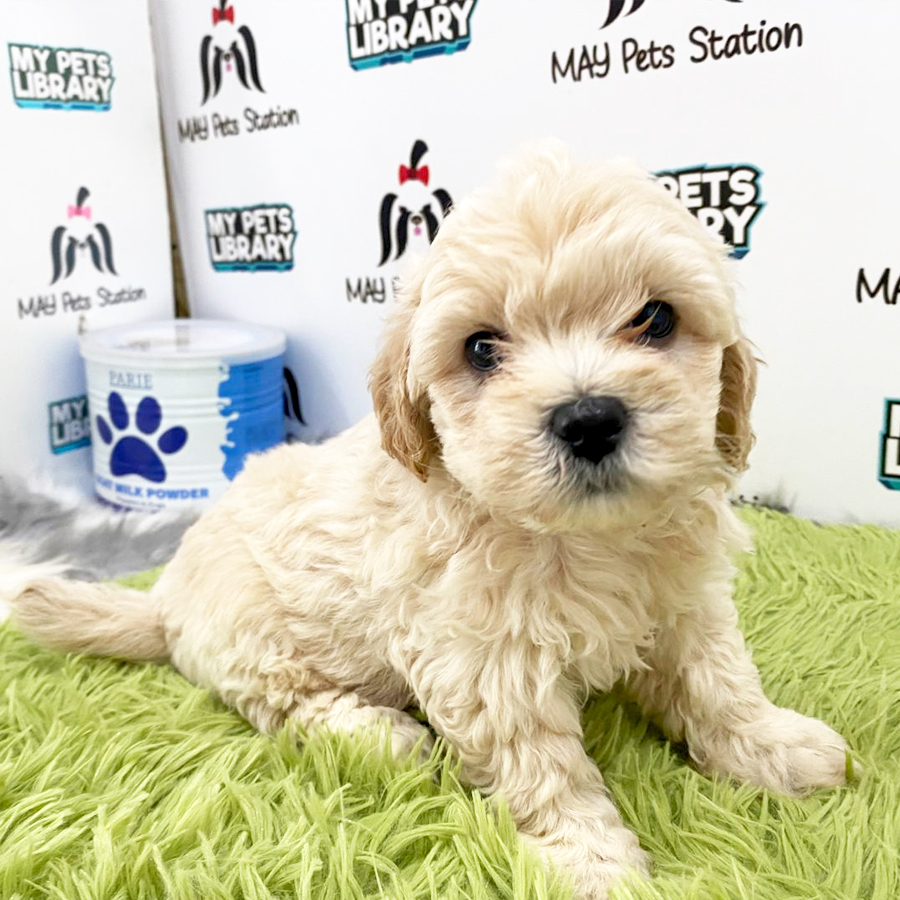 Toy Poodle Puppy (Female) For Sale
