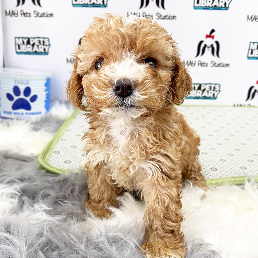 Toy Poodle Puppy (Female) For Sale