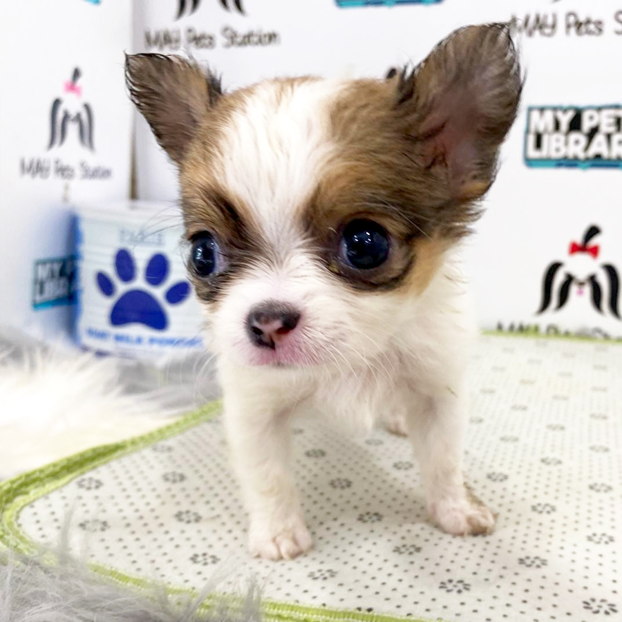 Super Tiny Chihuahua Puppy (Female) For Sale