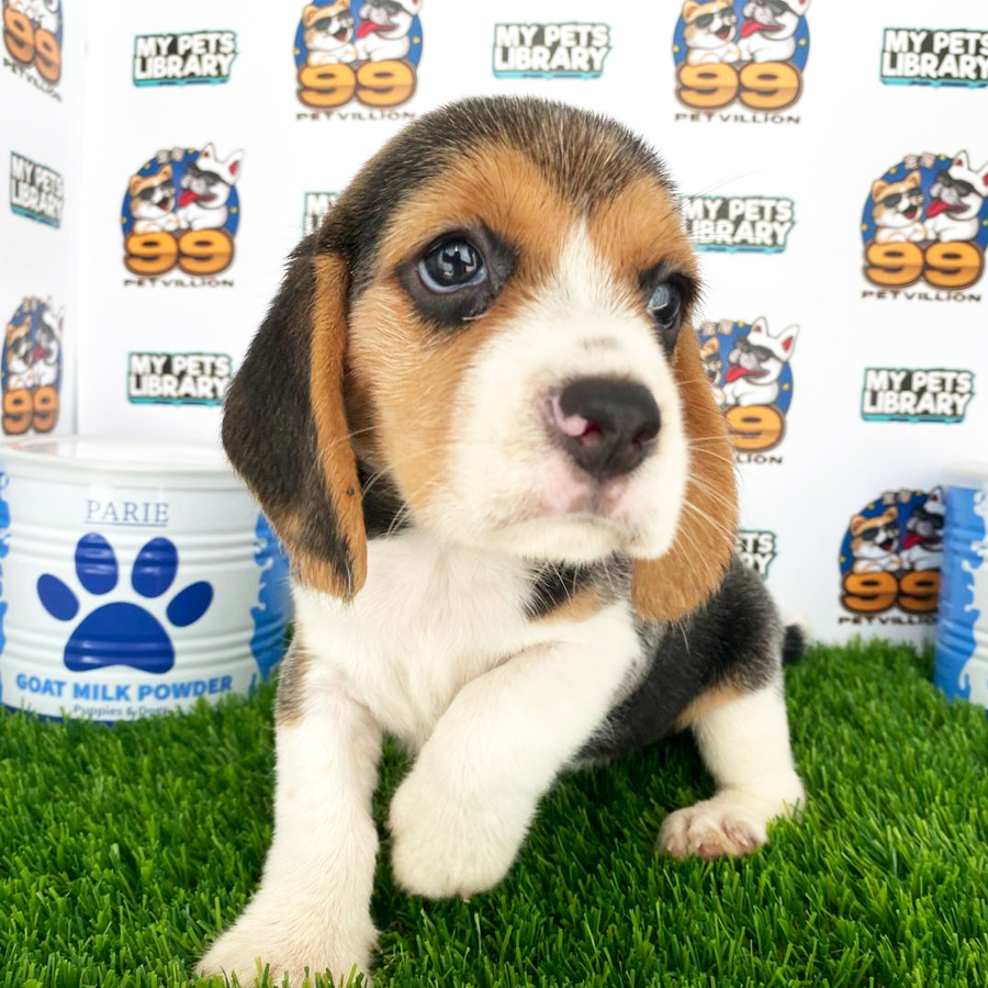 Beagle Puppy (Female) For Sale