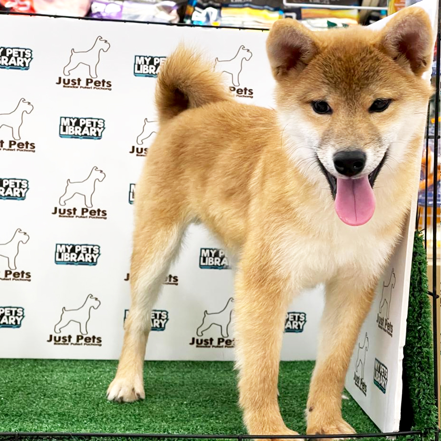 Taiwan Imported Shiba Inu Puppy (Male) For Sale