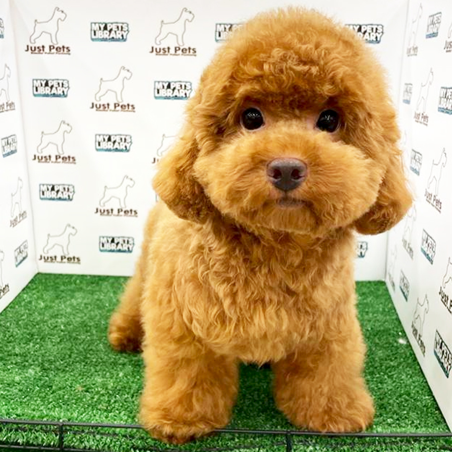 MKA Toy Poodle Puppy (Male) For Sale
