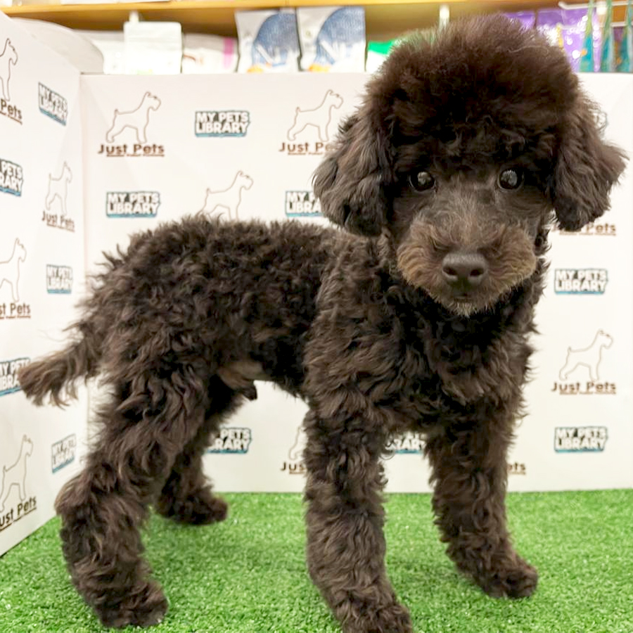 Toy Poodle Puppy (Male) For Sale