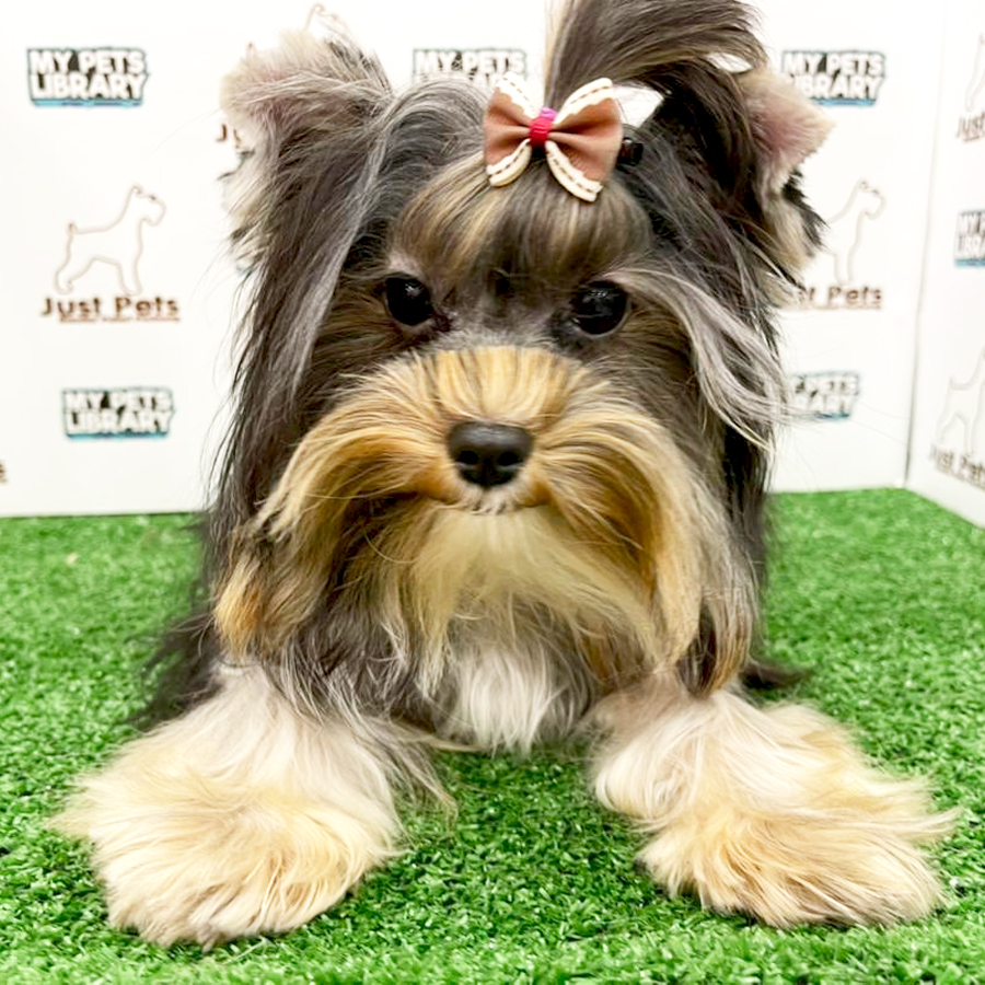 MKA Yorkshire Terrier Puppy (Male) For Sale