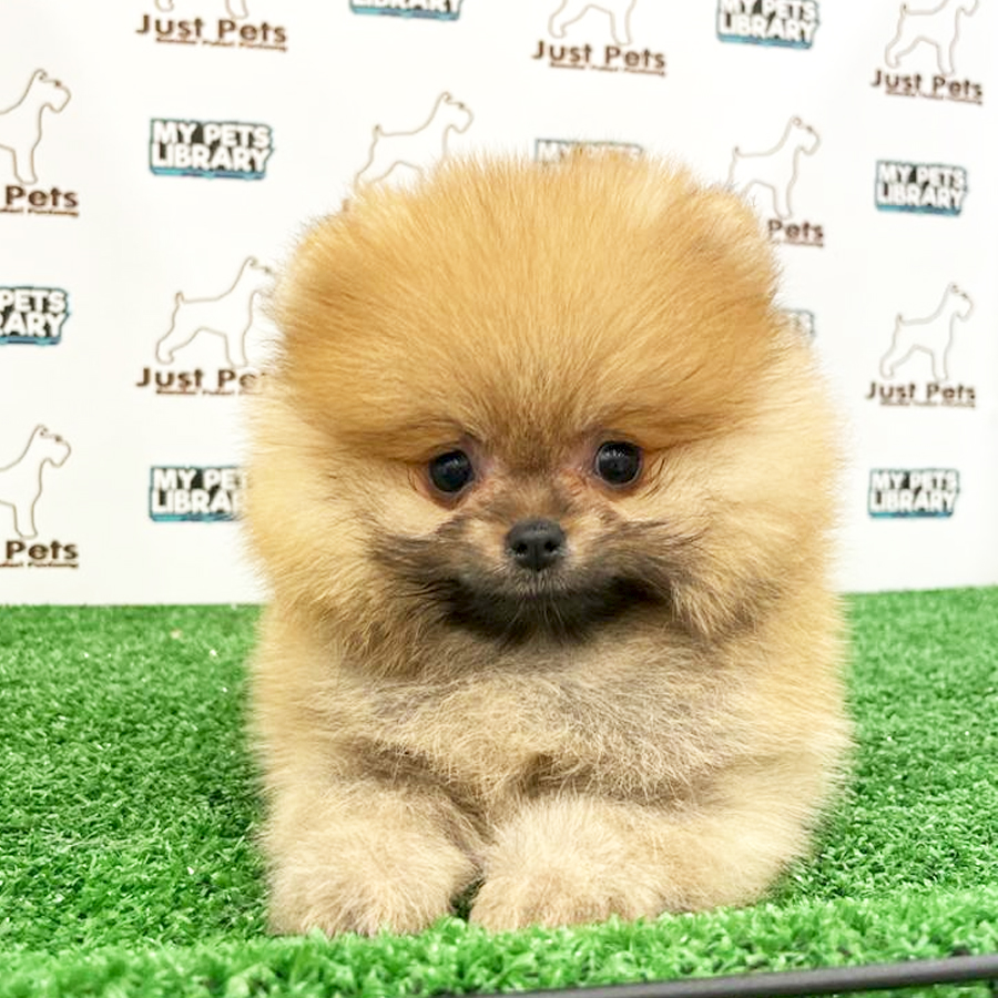 MKA Tiny Pomeranian  Puppy (Male) For Sale