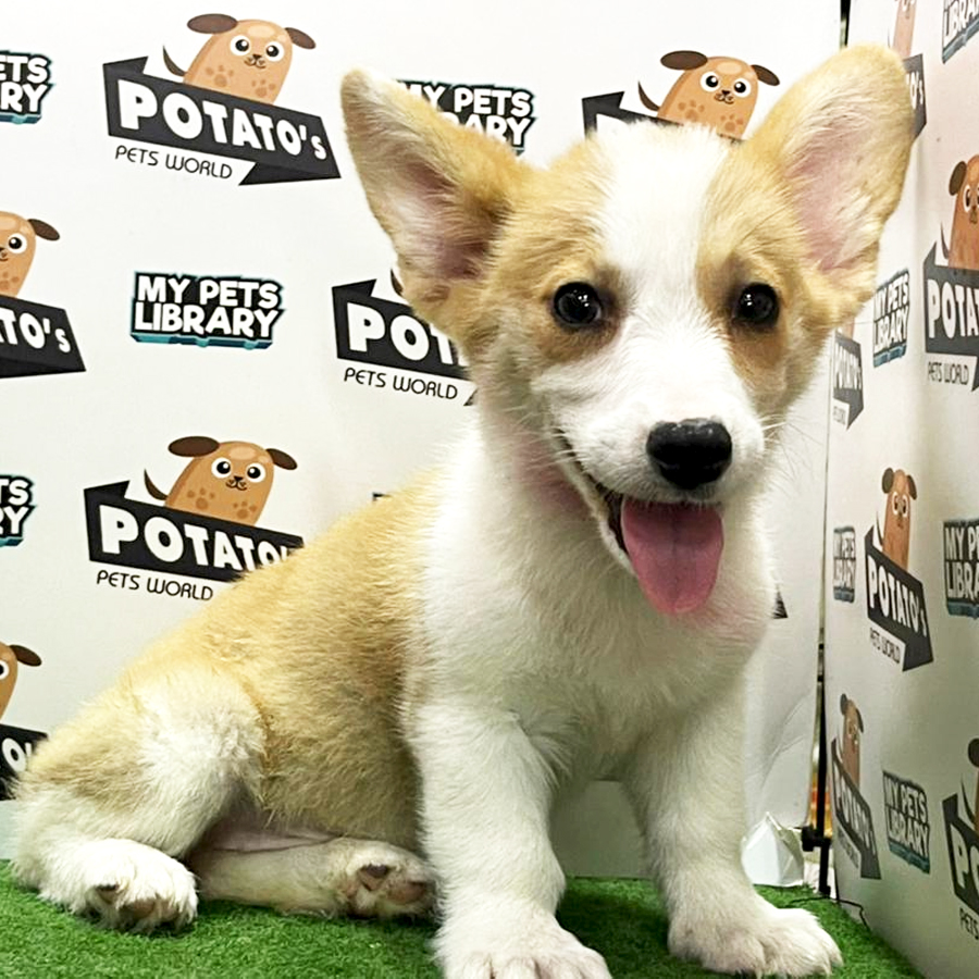 Welsh Corgi Puppy (Female) For Sale