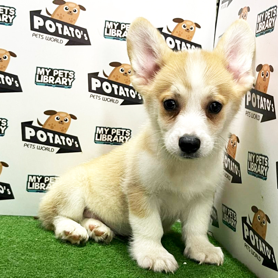 Welsh Corgi Puppy (Male) For Sale