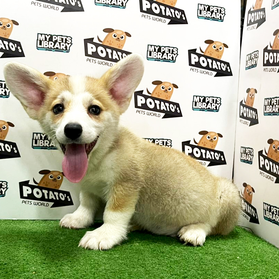 Welsh Corgi Puppy (Male) For Sale