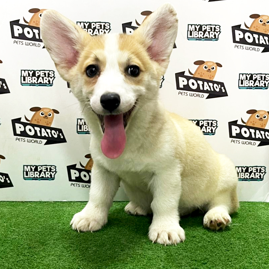 Welsh Corgi Puppy (Female) For Sale