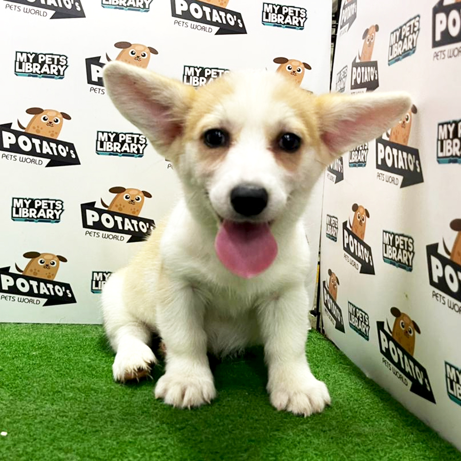 Welsh Corgi Puppy (Female) For Sale