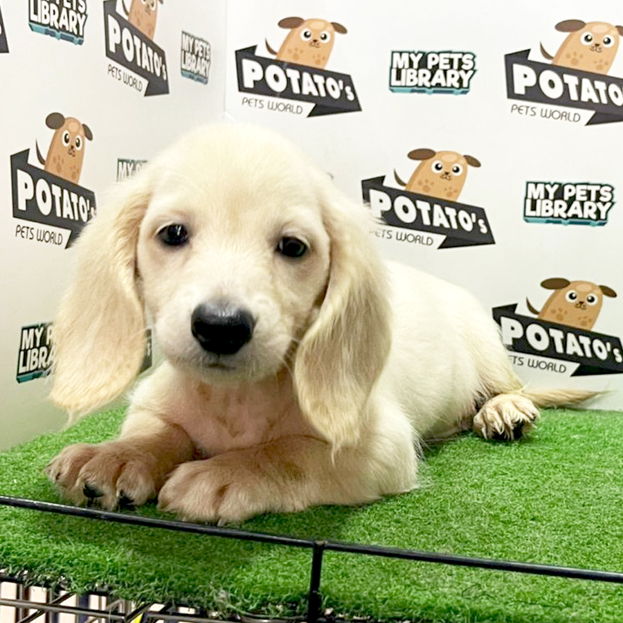 Long Hair Dachsund Puppy (Male) For Sale