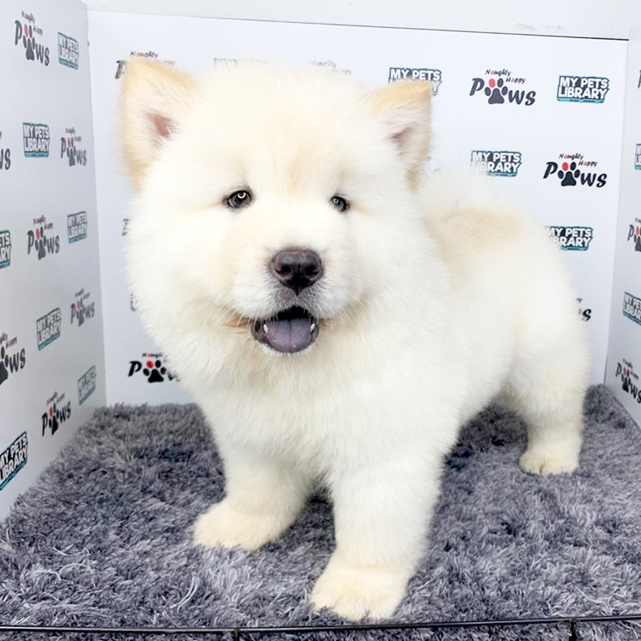 Chow Chow Puppy (Male) For Sale
