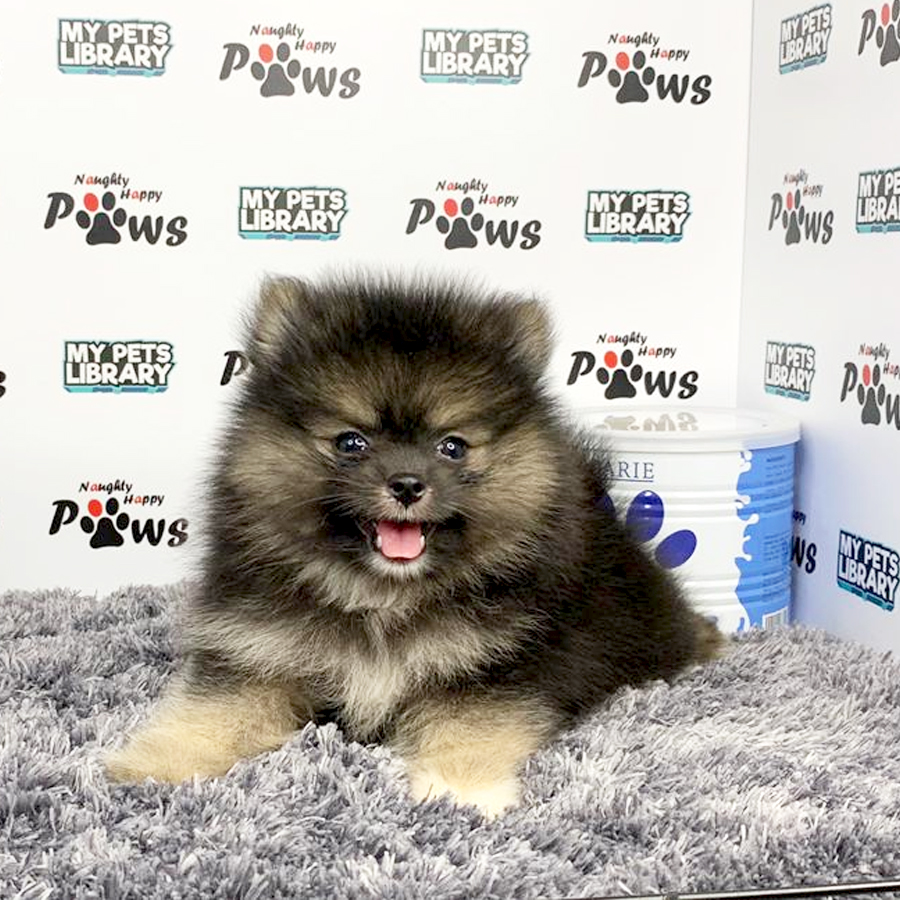 Pomeranian Puppy (Male) For Sale