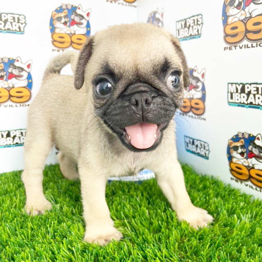 Pug Puppy (Male) For Sale