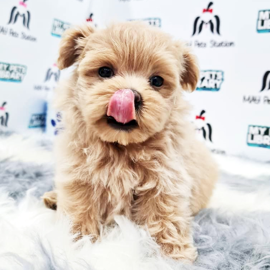 Maltipoo Puppy (Female) For Sale