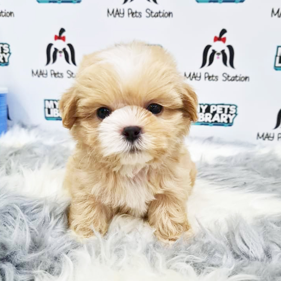 Maltipoo Puppy (Male) For Sale
