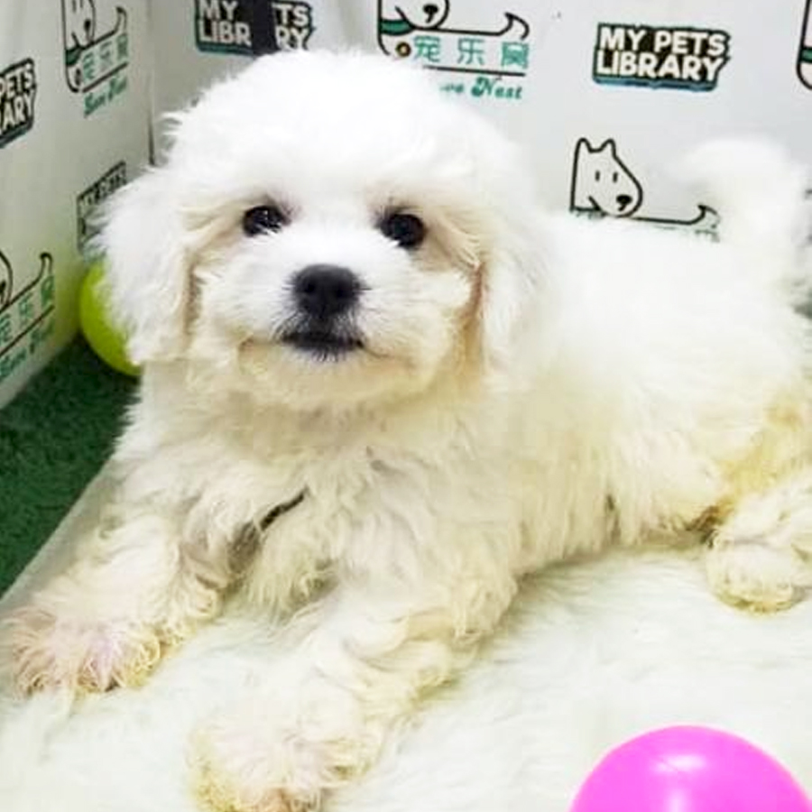 Bichon Frise Puppy (Female) For Sale