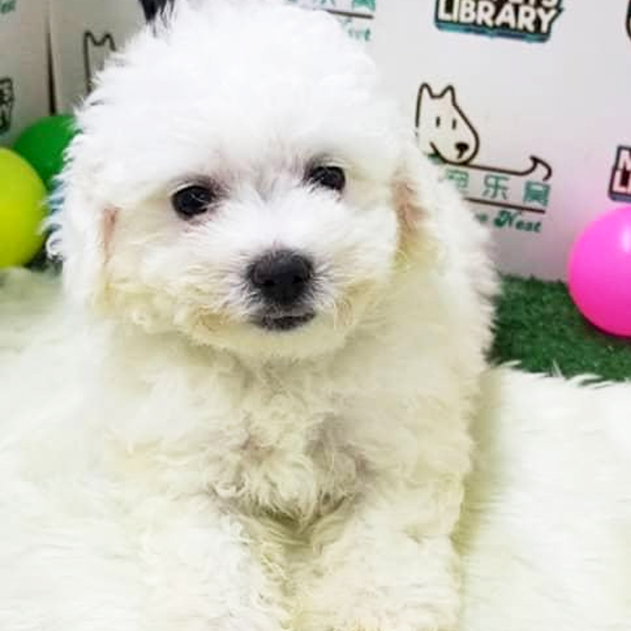 Bichon Frise Puppy (Female) For Sale