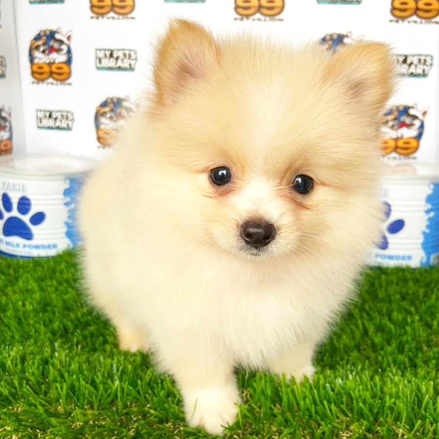 Pomeranian Puppy (Female) For Sale