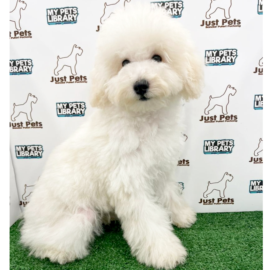 MKA Toy Poodle Puppy (Male) For Sale