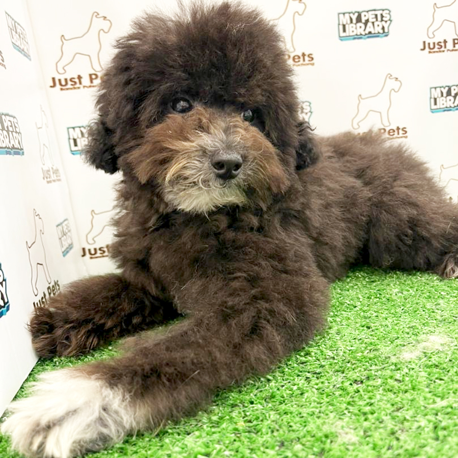 MKA Toy Poodle Puppy (Male) For Sale