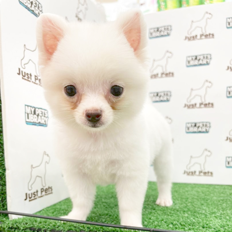 MKA Tiny Pomeranian Puppy (Female) For Sale