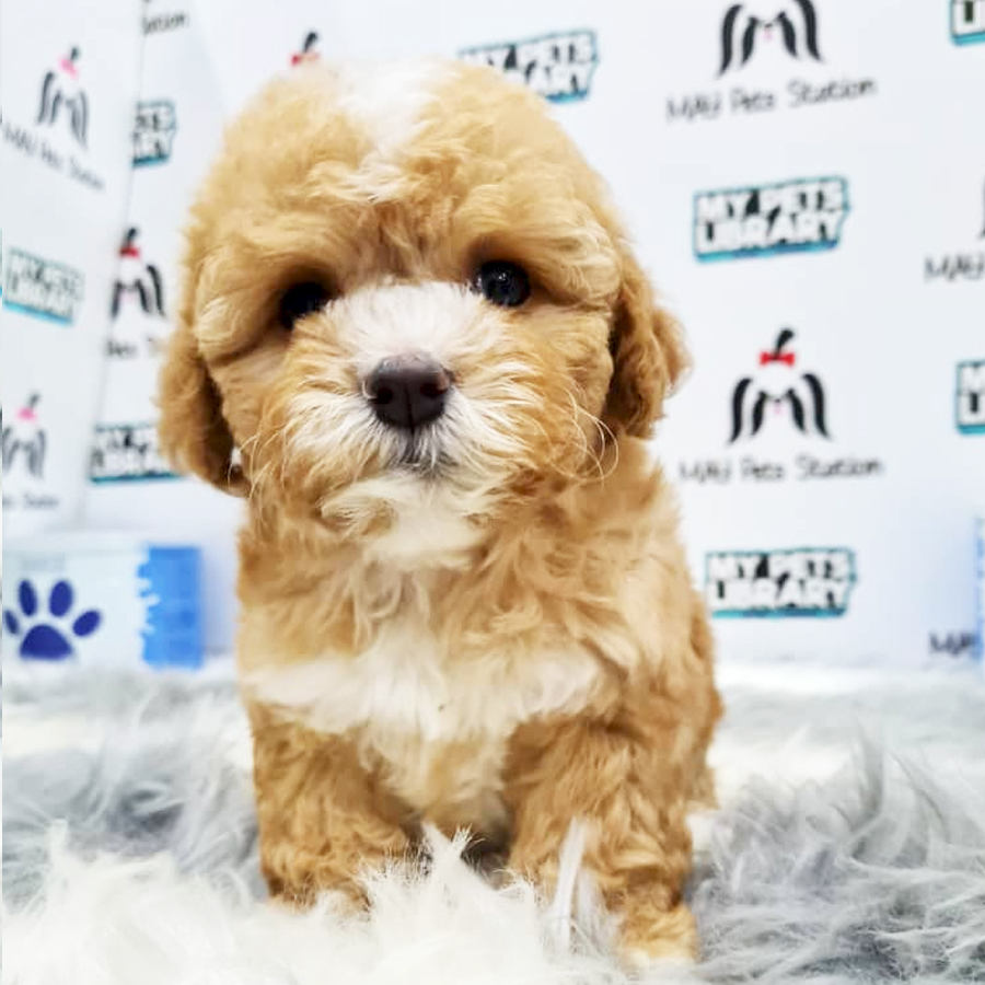 Toy Poodle Puppy (Female) For Sale