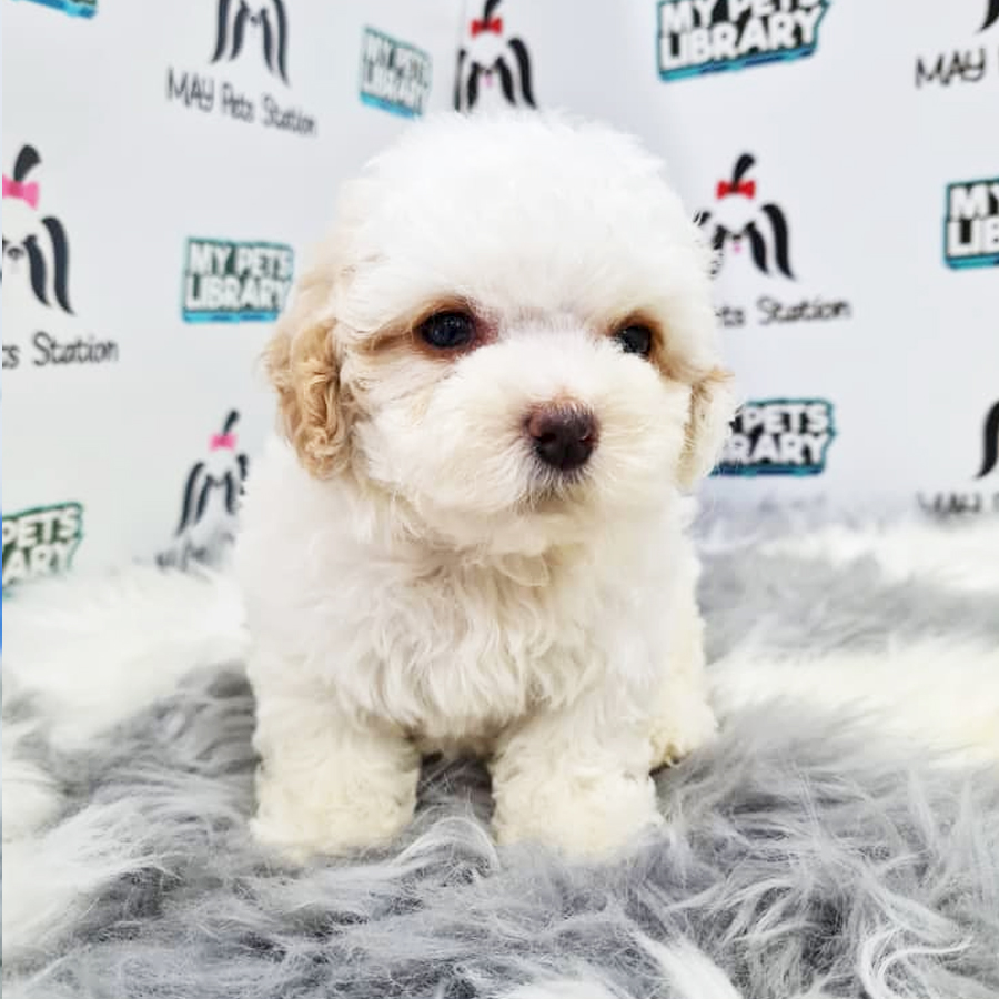 Maltipoo Puppy (Female) For Sale