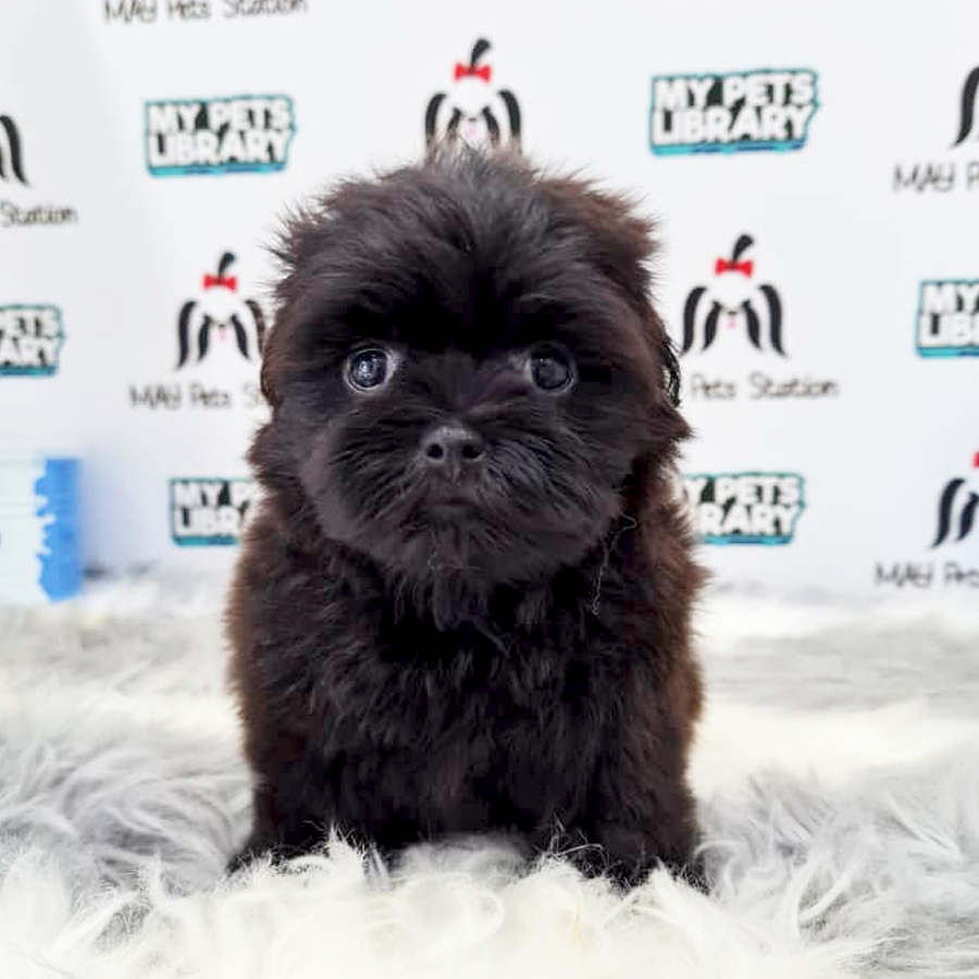 Maltipoo Puppy (Female) For Sale