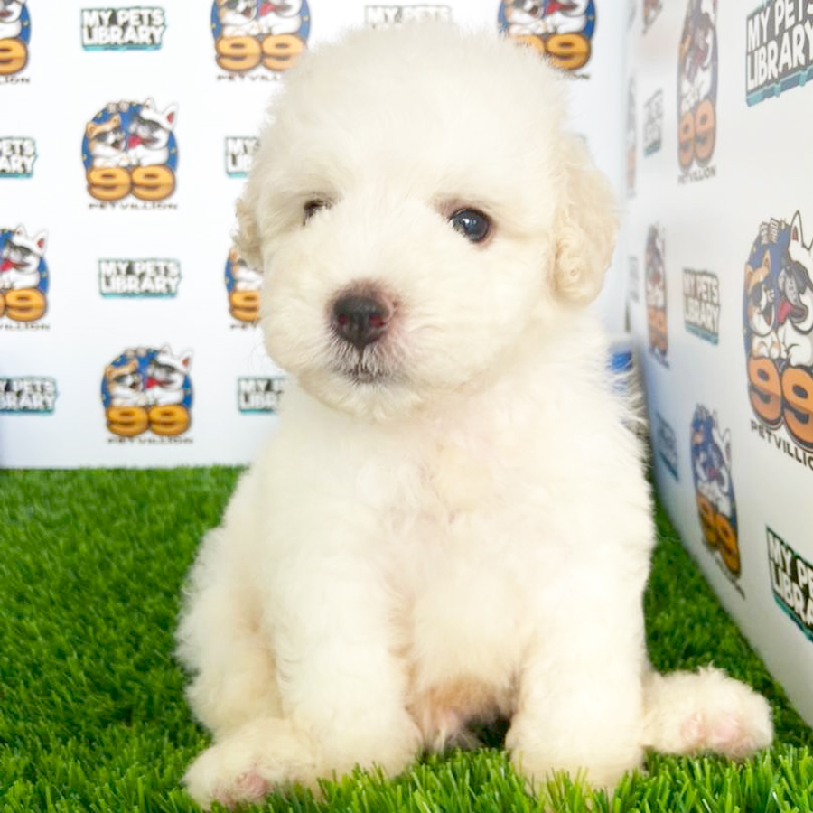 Toy Poodle Puppy (Male) For Sale