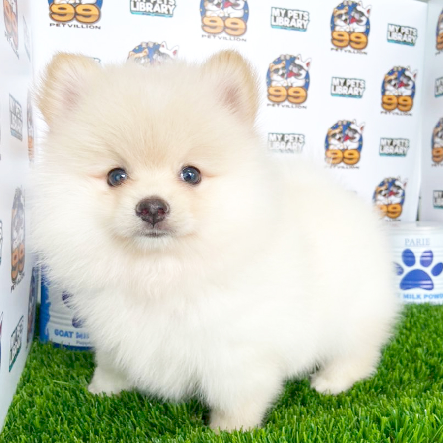 TIny Pomeranian Puppy (Male) For Sale